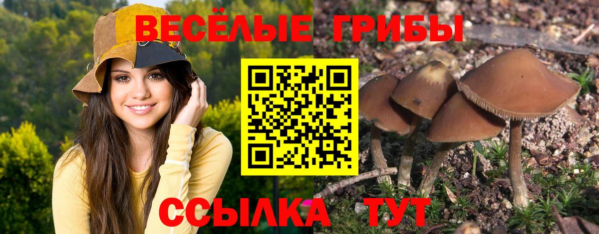 Псилоцибиновые грибы GOLDEN TEACHER Кольчугино
